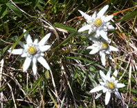 Edelweiss